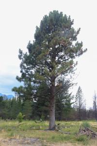 Fotografie z fotogalerie ubytování La bella tiny v destinaci Epuyén