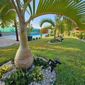 een palmboom in een veld met wat planten bij Villa Monte Alba in San Felipe de Puerto Plata