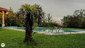 palma nell'erba accanto a una piscina di Fazenda Vista Soberba a Nova Friburgo