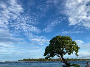 a tree sitting next to a body of water at Punahere lodge Ohotu in Rangiroa +14 photos