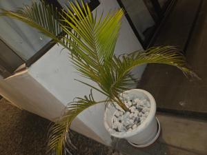 Fotografie z fotogalerie ubytování The Palms Property v destinaci Long Mountain