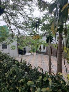 a courtyard with a palm tree and a building at Imvumbu Guest House in Nelspruit