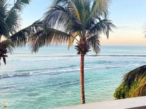 a palm tree sitting on top of a beach at Florain Otium Talpe - 3 Bedroom Oceanfront Villa in Unawatuna