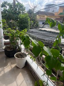 a balcony with plants in pots on a roof at Mật Ong HOUSE in Hue