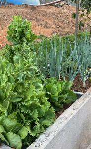 a garden of lettuce and plants in a garden at Recanto Cravo & Canela in Meruoca +3 photos