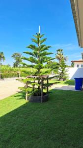 a large pine tree sitting on top of a lawn at Tanya's Cafe & Resort in Ban Kasang