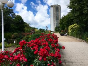 ビューズムにあるDie kleine Meerjungfrau at Büsumの背の高い建物を背景に赤いバラの庭