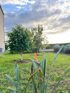 Κήπος έξω από το Villa Deluxe Au Pied de l'Atlas Béni Mellal +58 φωτογραφίες