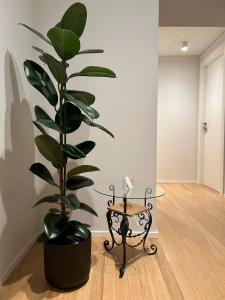 een grote plant in een kamer met een tafel bij ALBENZA GREEN VILLAGE bed and breakfast in Almenno San Bartolomeo