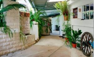 un couloir vide avec des plantes dans un bâtiment dans l'établissement Casa da Aldeia - Monte Redondo, à Figueira de Lorvão