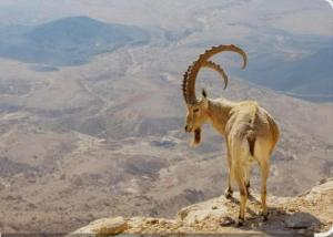 Dyr i lejligheden eller i nærheden