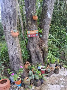 a group of potted plants in front of two trees at Recanto da onça in Matinhos