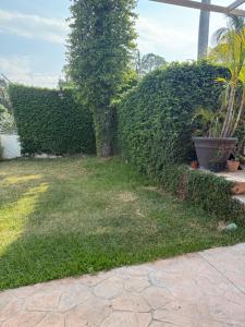 a hedge with a plant in a yard at Suite La Lomita #2 climatizada in Tuxtla Gutiérrez