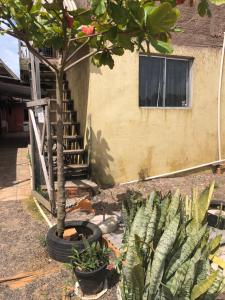 ein Baum in einem Reifen neben einem Gebäude in der Unterkunft Kit Net in Torres