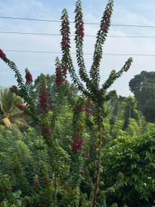 a palm tree with flowers in front of a forest at Schanigarten in Deniyaya