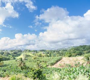 a field with palm trees and a blue sky with clouds at Bel La Vi Apartment in Le Lamentin