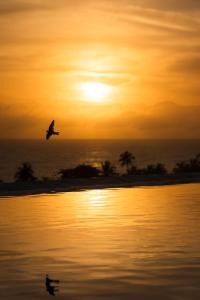 a bird flying over the water at sunset at Bela Vista Hotel Boutique in Caraíva +175 photos