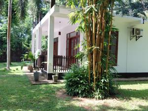 une maison avec un palmier devant dans l'établissement Talalla 170 Villa, à Talalla South 41 autres photos