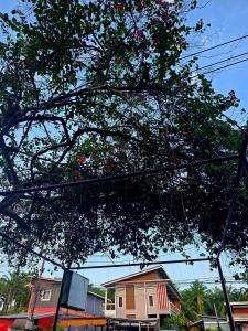 een boom voor een straat met een huis bij At Mutta Lanta House in Ko Lanta Yai +1 foto