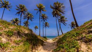 een pad dat een heuvel afloopt naar het strand met palmbomen bij Casa com Jacuzzi, Piscina e Garagem em Jacuipe in Barra de Jacuípe