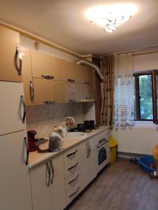 een kat op een aanrecht in een keuken bij Apartament Gya in Lupeni +2 foto's