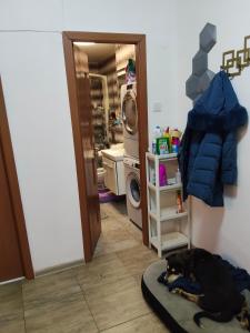 een hond die op een snowboard ligt in een kamer bij Apartament Gya in Lupeni