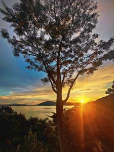 a tree with the sunset in the background at TINY HOUSE - Privacidade e Vista Exclusiva da Ilha in Palhoça