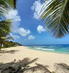 a beach with a palm tree and the ocean at La Case Auvergnate in Anse-Bertrand