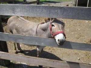 a donkey with a red harness looking through a fence at Apartment Farbhaus Bleiche by Interhome in Rohrbach +2 photos