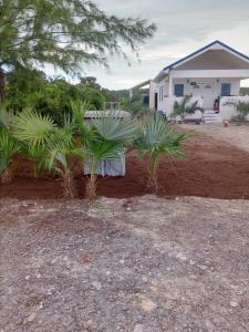 Bella Blus Villa的一座房子前面的院子,里面种有植物