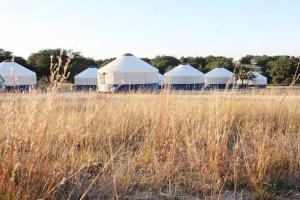 een groep van vier witte tenten in een veld bij Johnny Yurts in Johnson City
