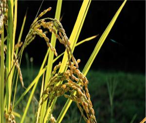 a close up of a field of wheat with grass at Niigata City Hotel in Niigata