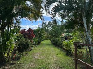 un sentiero attraverso un giardino con palme di Cozy Studio with private tropical forest a Tanque