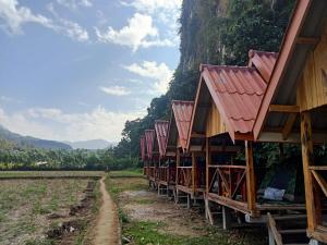 a row of houses in a rice field at Phathokcamping in Ban Phathok