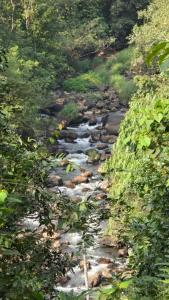 ein Wasserstrom mit Felsen in einem Wald in der Unterkunft Idam Homestay - Entire 3 Bedroom Holiday Home in Idukki