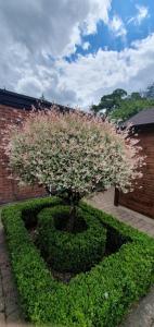 a tree with pink flowers in a circle of bushes at Cosy Hutch in Saxelby