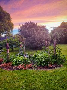 a garden with some plants in the grass at Rainbow Lodge in Motueka