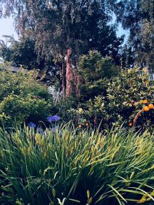 a garden with flowers and plants and trees at Rainbow Lodge in Motueka +6 photos
