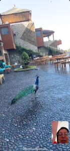 un uccello in piedi su una strada con una persona di Château Edenelrouh a Oualidia