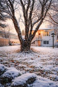 ein schneebedeckter Hof mit einem Baum vor einem Gebäude in der Unterkunft Selfoss Hostel in Selfoss