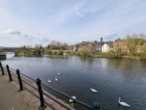een groep zwanen die in een rivier met een brug zwemmen bij Central Bewdley - Load Street Retreat in Bewdley