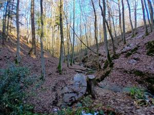een plas water op een pad in het bos bij Central Bewdley - Load Street Retreat in Bewdley +6 foto's