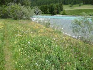 a field of flowers next to a river at Apartment Chesa Blais by Interhome in Zuoz