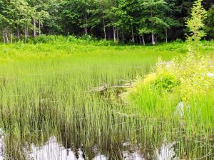 een waterlichaam met hoog gras en bomen bij 9 person holiday home in KÄLARNE in Kälarne