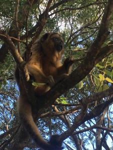 una scimmia seduta sopra un albero di caraya ecoparque a Corrientes