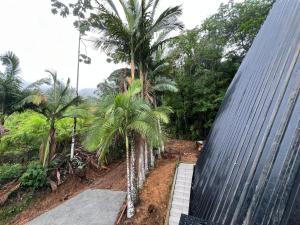 a boardwalk leading to a building with palm trees at Chalé das pedras in Massaranduba