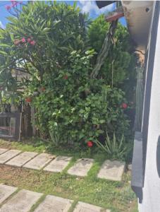 un grand bush vert avec des fleurs et des plantes rouges dans l'établissement Casa Héroes, à Cancún