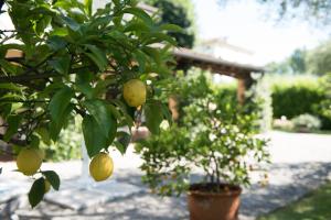 Zahrada ubytování Le Tre Querce B&B
