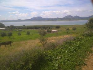 een paard dat in een veld staat, vlakbij een waterlichaam bij Welcome home in Taounate