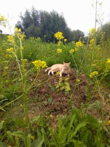 een kat die in een bloemenveld zit bij Welcome home in Taounate